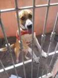 Cachorro raça srd idade 7 a 11 meses nome Zeus 