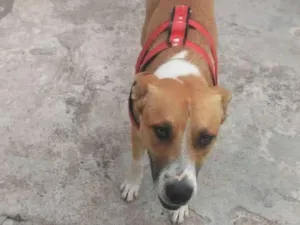 Cachorro raça srd idade 7 a 11 meses nome Zeus 