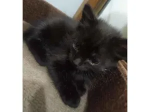 Gato raça SRD-ViraLata idade 2 a 6 meses nome Aurora