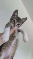 Cookie
