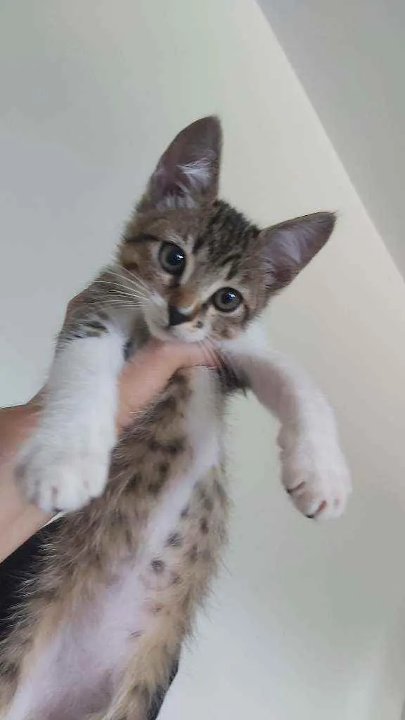 Gato ra a Desconhecida idade 2 a 6 meses nome Cookie