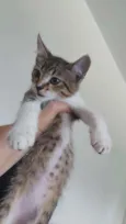 Cookie