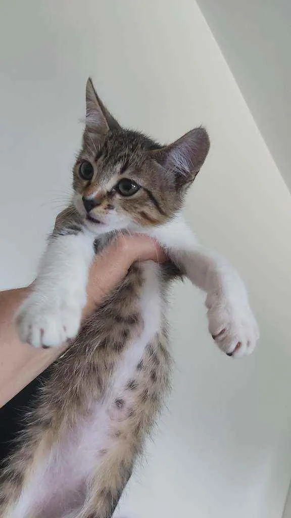 Gato ra a Desconhecida idade 2 a 6 meses nome Cookie
