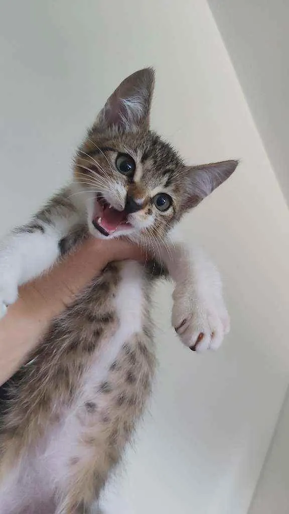 Gato ra a Desconhecida idade 2 a 6 meses nome Cookie