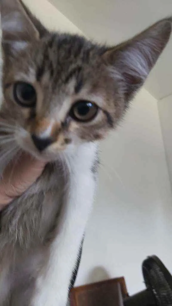 Gato ra a Desconhecida idade 2 a 6 meses nome Cookie