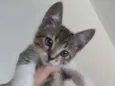 Cookie