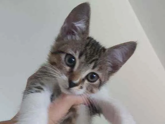 Gato ra a Desconhecida idade 2 a 6 meses nome Cookie
