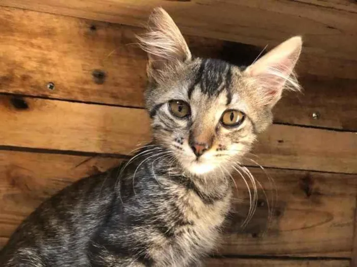 Gato raça Srd  idade 2 a 6 meses nome Mia