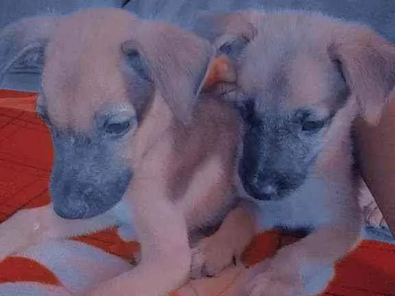 Cachorro ra a  idade Abaixo de 2 meses nome Ratinha e Marley 