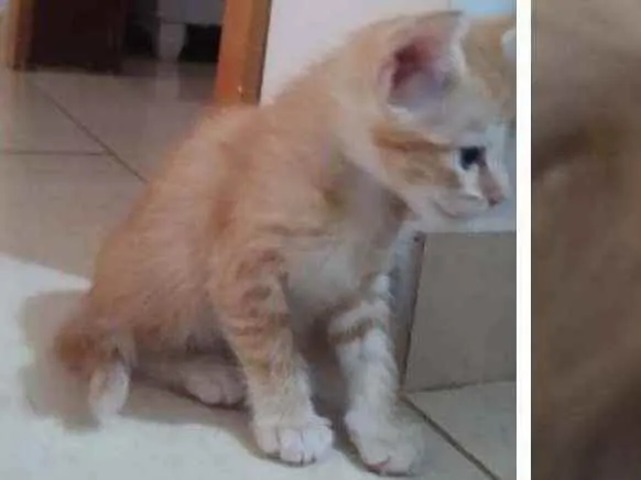 Gato ra a  idade Abaixo de 2 meses nome Sem nome