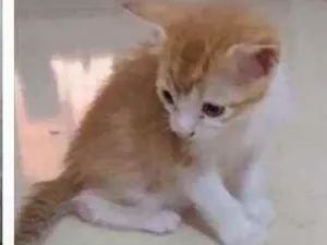 Gato raça  idade Abaixo de 2 meses nome Sem nome