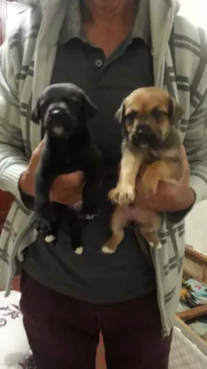 Cachorro raça Vira-lata  idade Abaixo de 2 meses nome Filhotes sem nome 