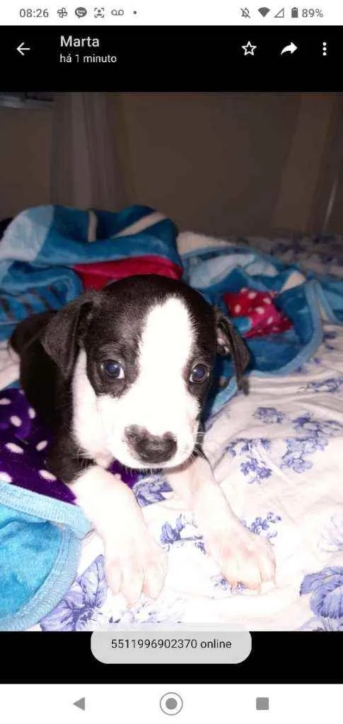 Cachorro ra a SRD idade Abaixo de 2 meses nome Filhote para adoção 