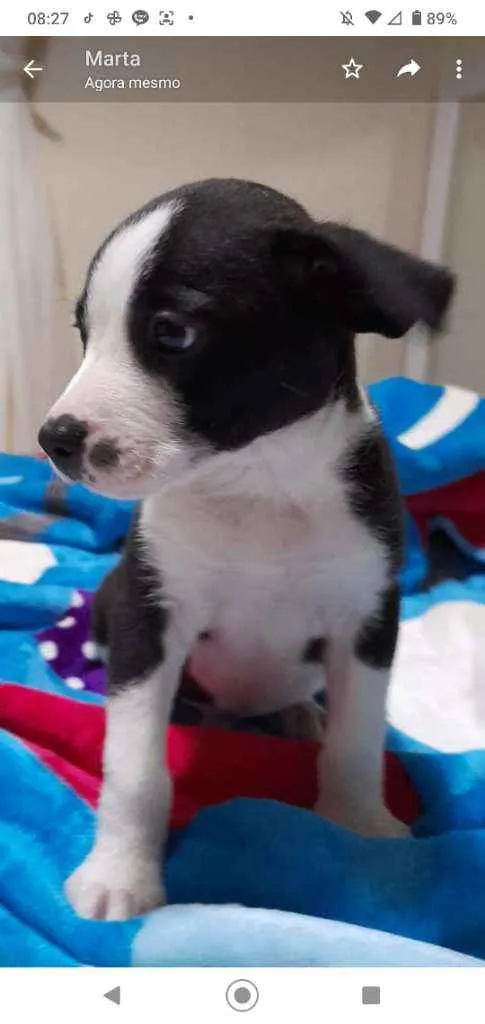 Cachorro ra a SRD idade Abaixo de 2 meses nome Filhote para adoção 