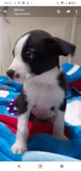 Filhote para adoção