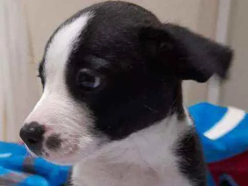 Cachorro ra a SRD idade Abaixo de 2 meses nome Filhote para adoção 