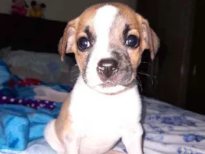 Cachorro raça SRD idade Abaixo de 2 meses nome Filhote para adoção 