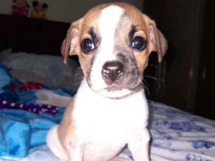 Cachorro ra a SRD idade Abaixo de 2 meses nome Filhote para adoção 