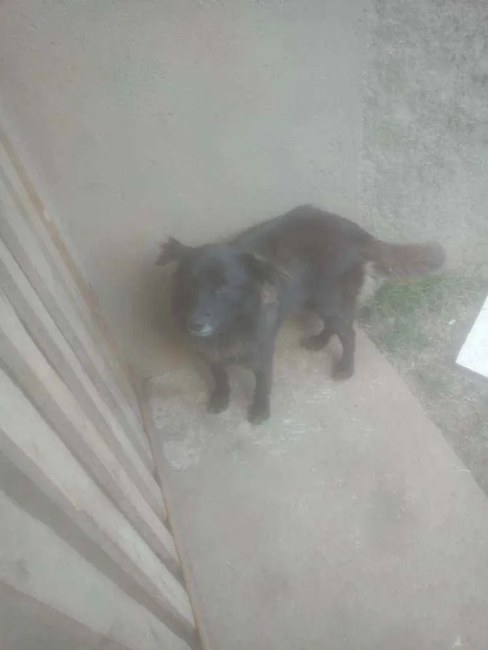 Cachorro ra a Mestiço de Border Collier idade 1 ano nome Pretinho