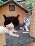Mimi e Rubi