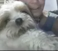 Cachorro raça Lhasa idade 4 anos nome Lucky Lhasa fofo 