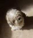 Cachorro raça Lhasa idade 4 anos nome Lucky Lhasa fofo 