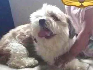 Cachorro raça Lhasa idade 4 anos nome Lucky Lhasa fofo 