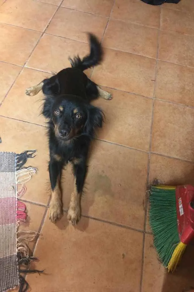 Cachorro ra a Não sei  idade 3 anos nome Bllie