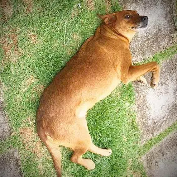 Cachorro ra a Srd idade 3 anos nome Cadela Porte Grande 