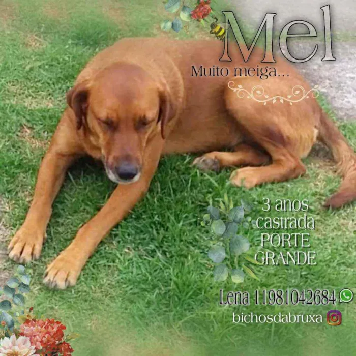 Cachorro ra a Srd idade 3 anos nome Cadela Porte Grande 