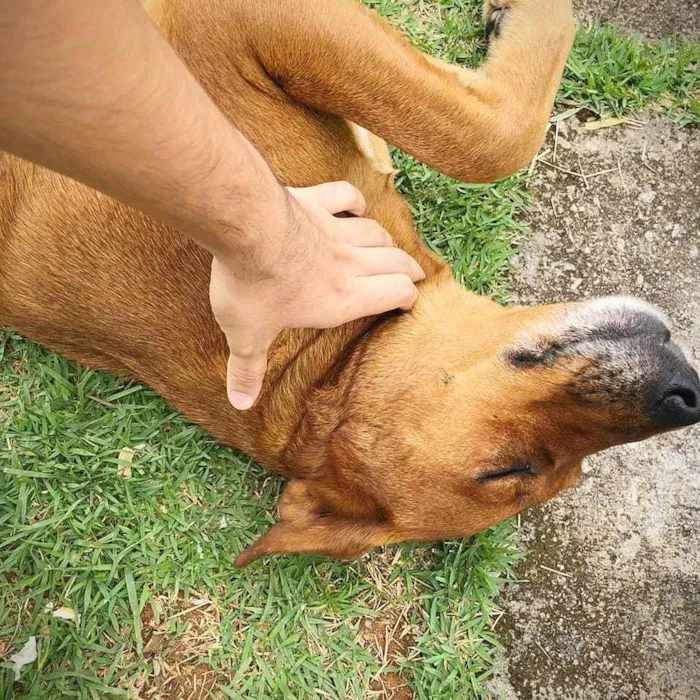 Cachorro ra a Srd idade 3 anos nome Cadela Porte Grande 