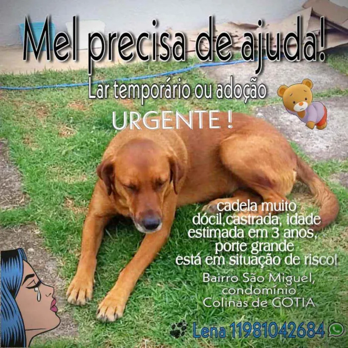 Cachorro ra a Srd idade 3 anos nome Cadela Porte Grande 