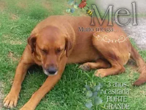 Cachorro raça Srd idade 3 anos nome Cadela Porte Grande 