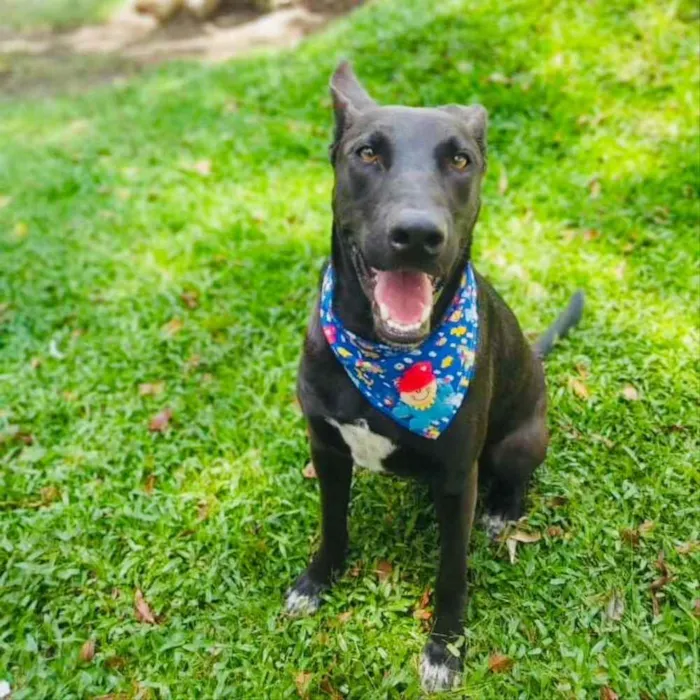 Cachorro ra a SRD-ViraLata idade 2 anos nome Sudão