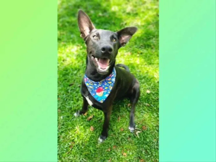 Cachorro ra a SRD-ViraLata idade 2 anos nome Sudão