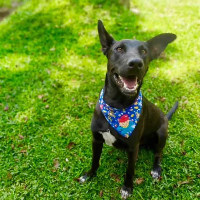 Cachorro ra a SRD-ViraLata idade 2 anos nome Sudão