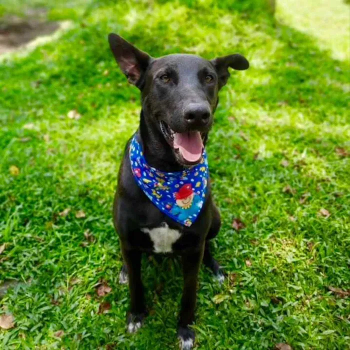 Cachorro ra a SRD-ViraLata idade 2 anos nome Sudão