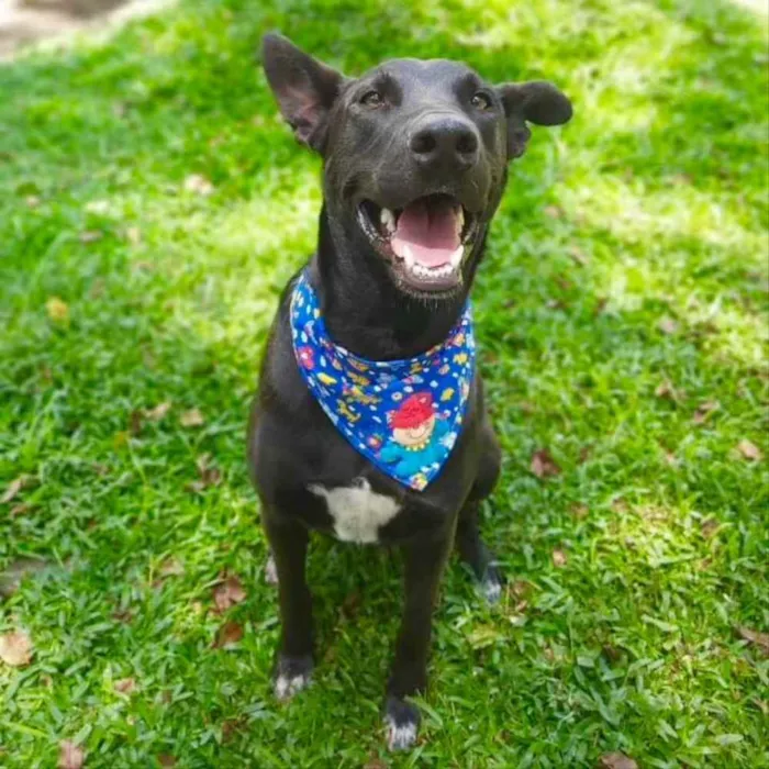 Cachorro ra a SRD-ViraLata idade 2 anos nome Sudão
