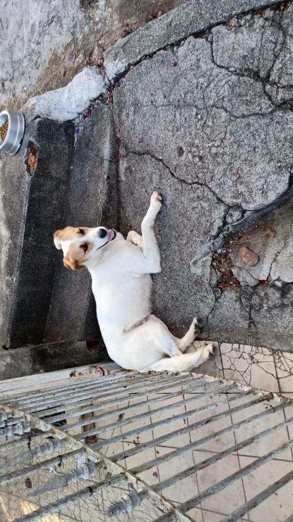 Cachorro ra a SRD idade 7 a 11 meses nome Sem nome