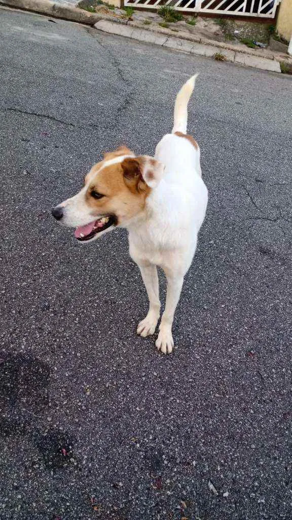 Cachorro ra a SRD idade 7 a 11 meses nome Sem nome
