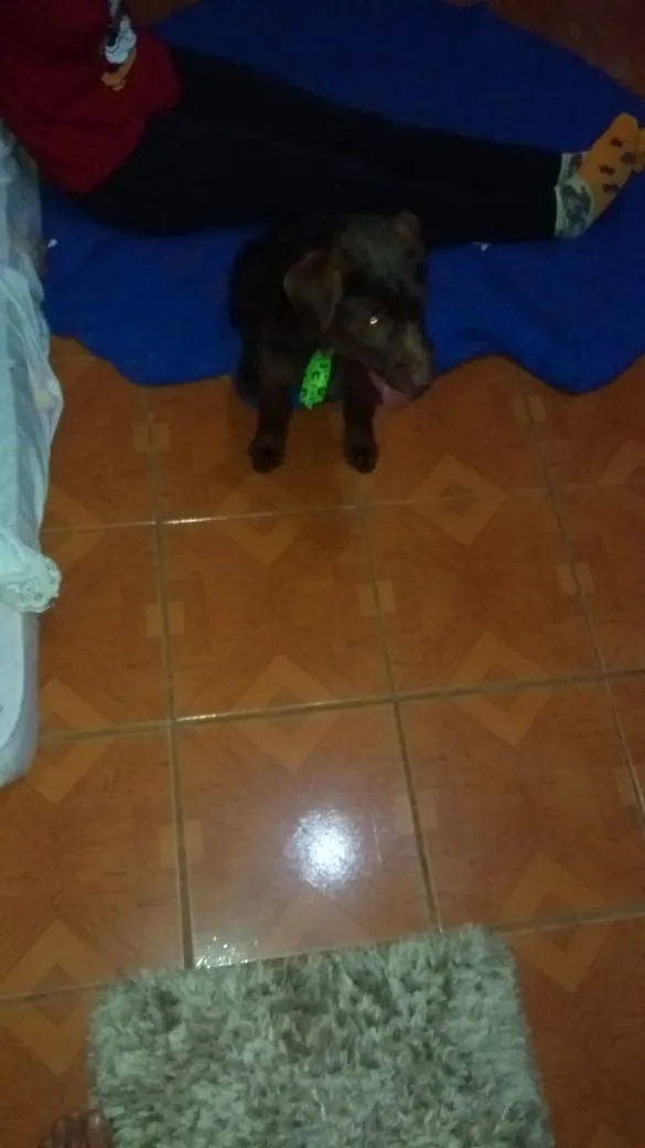 Cachorro ra a Vira lata idade 1 ano nome Chocolate