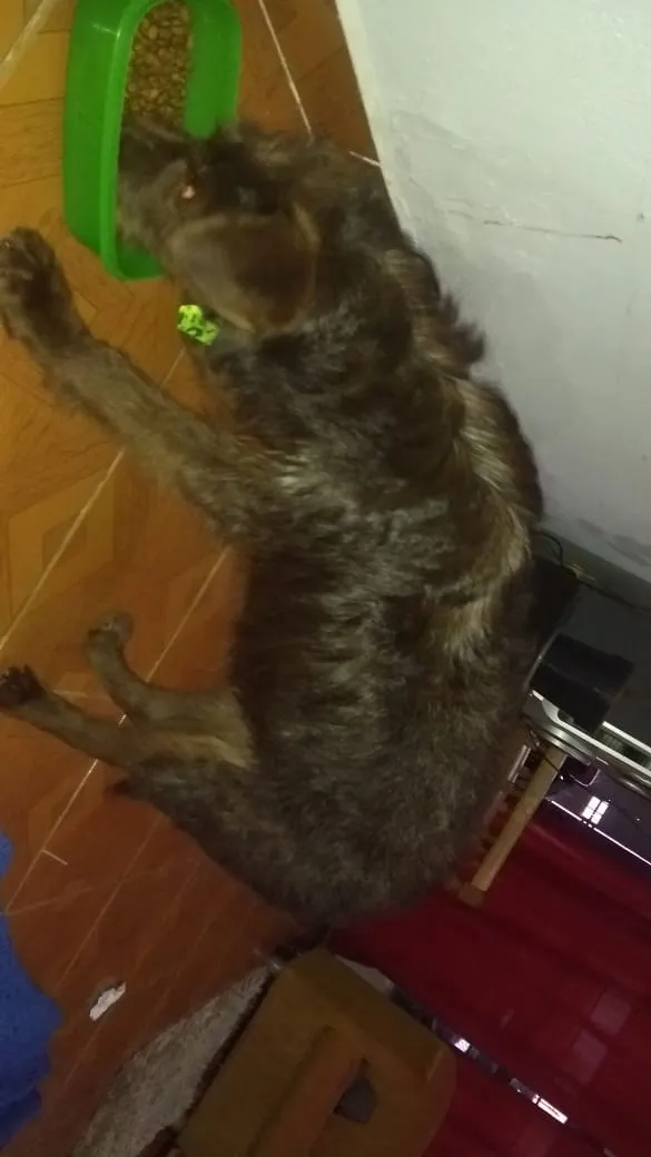 Cachorro ra a Vira lata idade 1 ano nome Chocolate