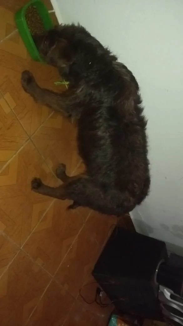 Cachorro ra a Vira lata idade 1 ano nome Chocolate