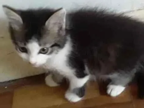 Gato raça Srd idade Abaixo de 2 meses nome Batatinha