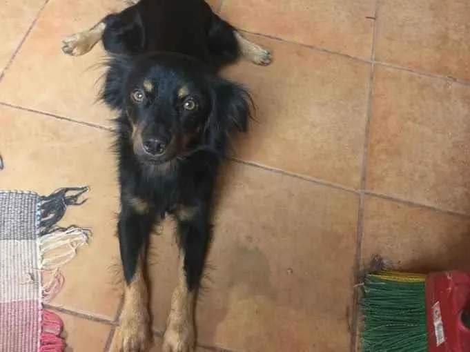 Cachorro ra a Não sei  idade 3 anos nome Bllie