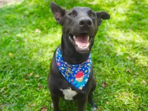 Cachorro raça SRD-ViraLata idade 2 anos nome Sudão