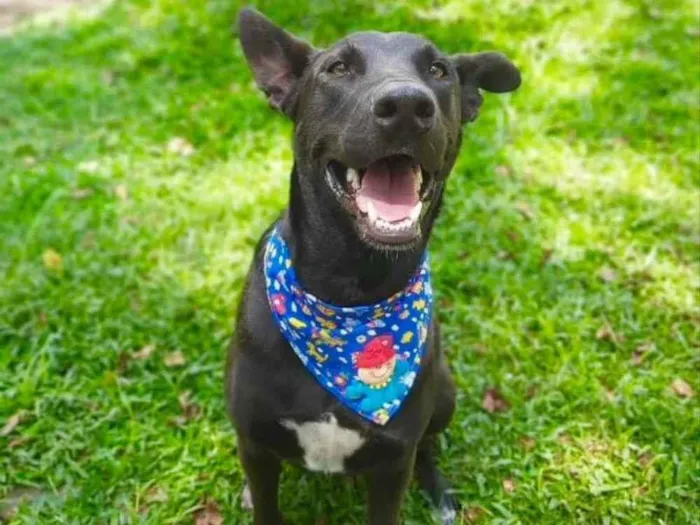 Cachorro ra a SRD-ViraLata idade 2 anos nome Sudão