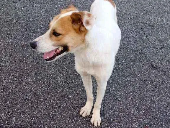 Cachorro ra a SRD idade 7 a 11 meses nome Sem nome