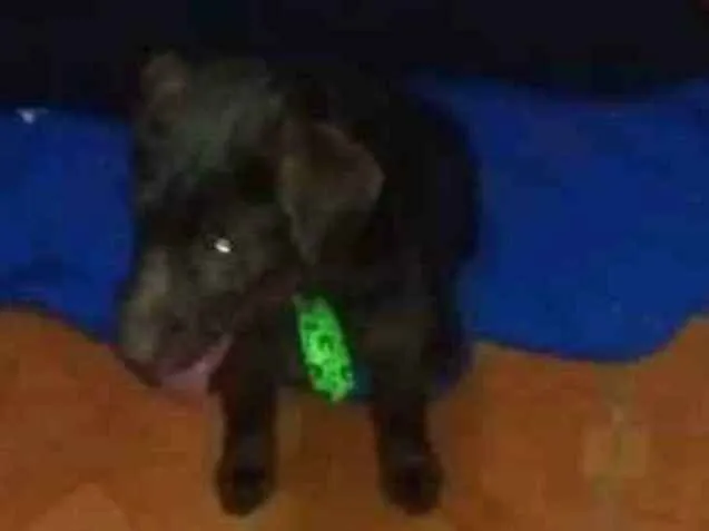 Cachorro ra a Vira lata idade 1 ano nome Chocolate