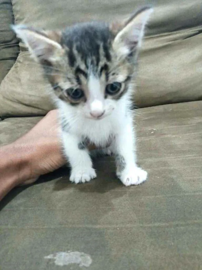 Gato raça  idade Abaixo de 2 meses nome Filhotes Cláudia 